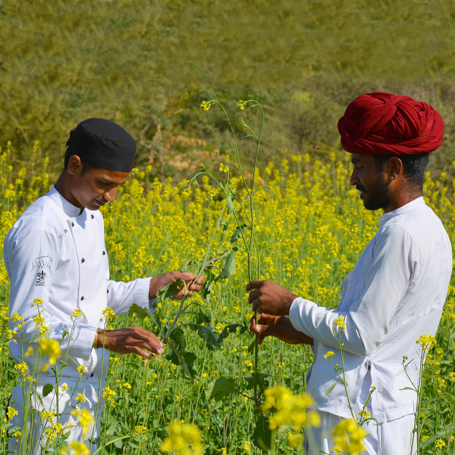 SUJÁN JAWAI - Farm to Table